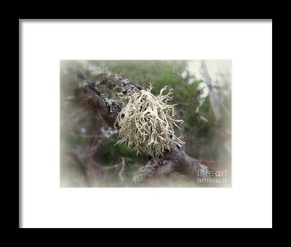 Tree Framed Print featuring the photograph Tree Lichen by Leone Lund
