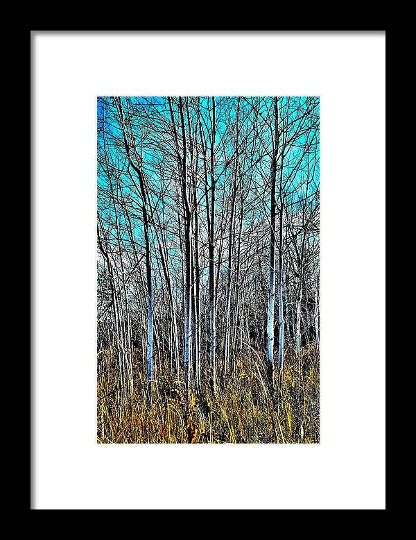 Landscape Framed Print featuring the photograph Tree Montage - Canada by Jeremy Hall