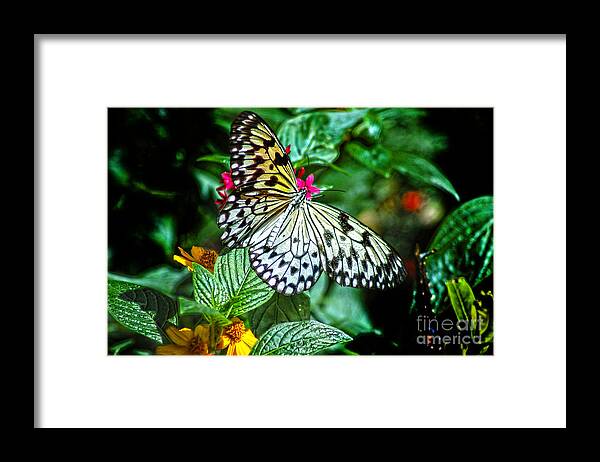 Diane Berry Framed Print featuring the photograph Tree Nymph 2 by Diane E Berry