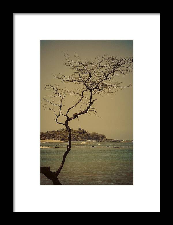 Tree Framed Print featuring the photograph Tree of Anaehoomalu Bay by Rod Sterling
