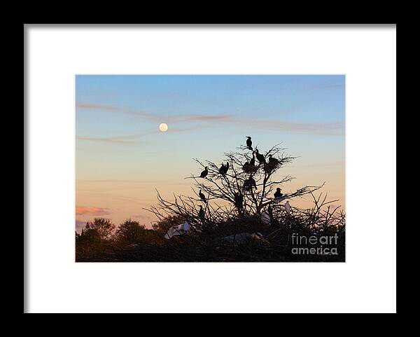 Tree Of Wildlife Framed Print featuring the photograph Tree of Wildlife by Michelle Constantine