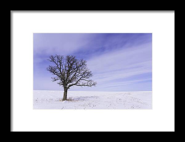 Tree Framed Print featuring the photograph Tree on Hwy 59 by Nebojsa Novakovic