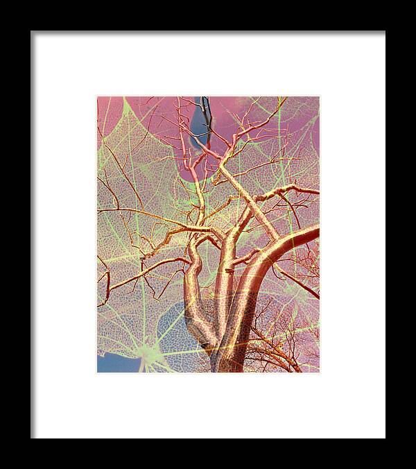 Tree Framed Print featuring the photograph Tree On Leaf by Marty Koch