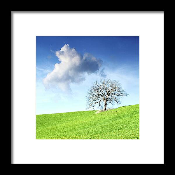 Tranquility Framed Print featuring the photograph Tree On Slope by Christiana Stawski