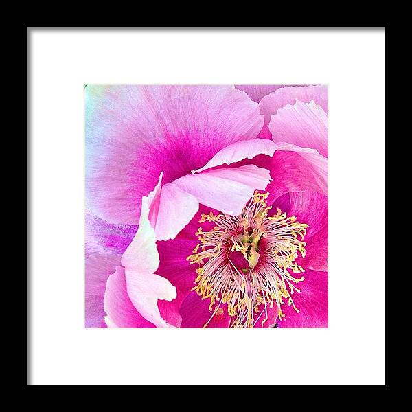 Ssemerge Framed Print featuring the photograph Tree Peony....what An Amazing Flower by Blenda Studio
