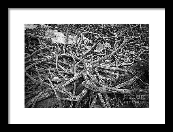 Tree Framed Print featuring the photograph Tree Remains by Charline Xia