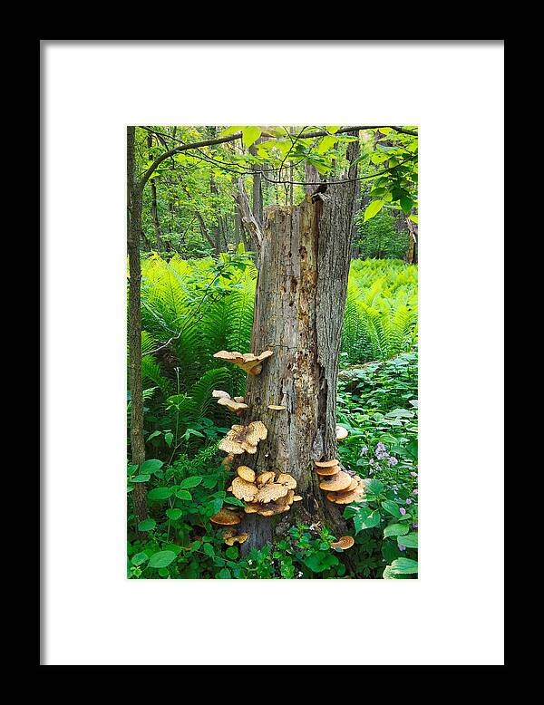 Flowers & Plants Framed Print featuring the photograph Tree Remnant by Lars Lentz