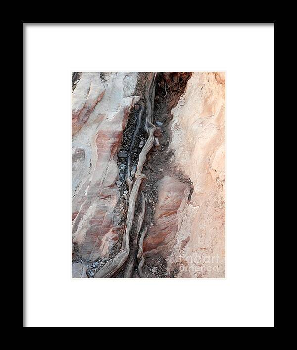Rocks Framed Print featuring the photograph Tree root embedded by Barbara Leigh Art