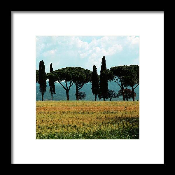 Cypress Framed Print featuring the photograph Pine and Cypress Alley in Tuscany by Heiko Koehrer-Wagner