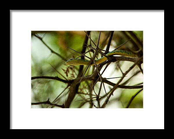 Africa Framed Print featuring the photograph Tree snake 2 by Alistair Lyne