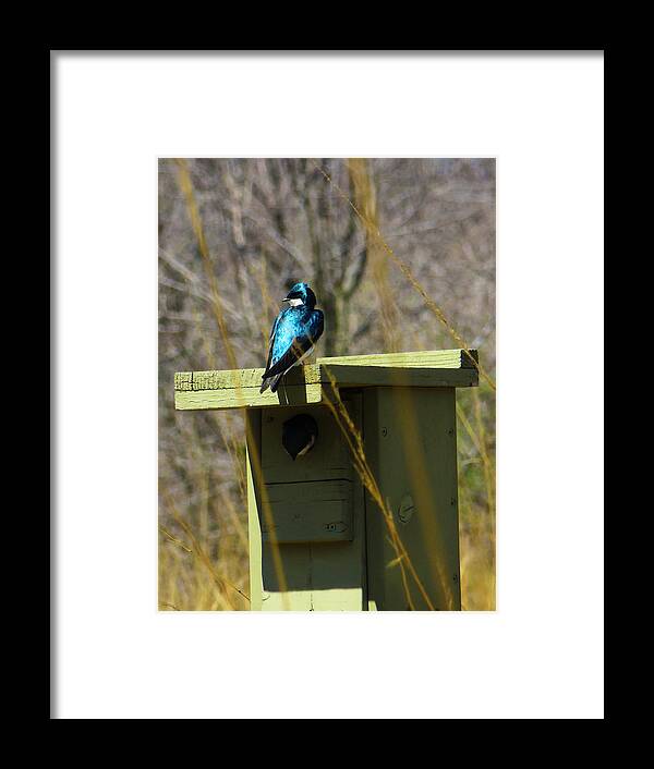 Bird Framed Print featuring the photograph Tree Swallow 2 by Shawna Rowe