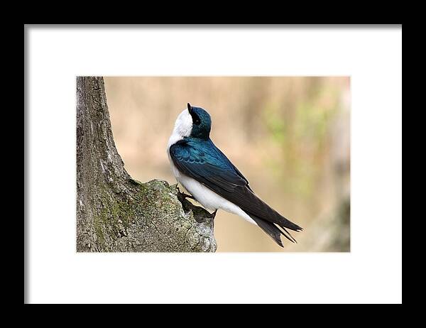 Tree Swallow. Swallow Framed Print featuring the photograph Tree Swallow by Ann Bridges