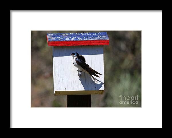 Tree Swallow Framed Print featuring the photograph Tree Swallow Home by Michael Dawson