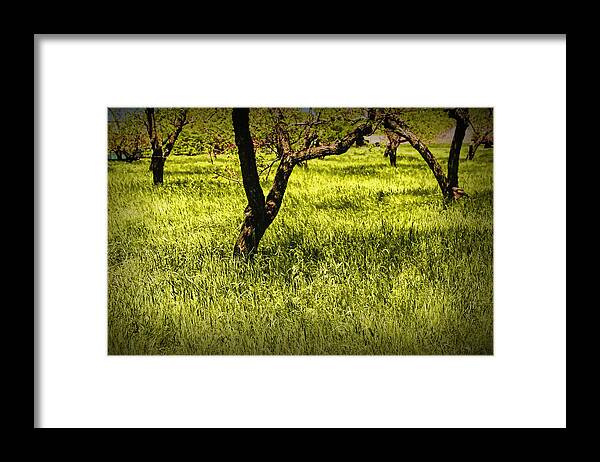 Art Framed Print featuring the photograph Tree Trunks in a Peach Orchard by Randall Nyhof