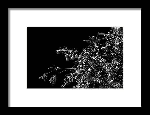 Tree Framed Print featuring the photograph Tree with Seeds by Maggy Marsh
