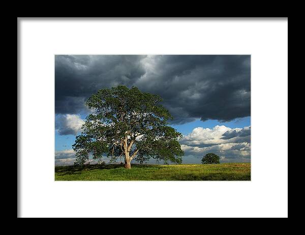 Tree Framed Print featuring the photograph Tree With Storm Clouds by Robert Woodward