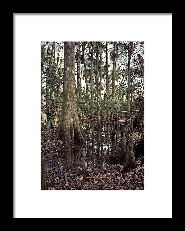 Chris Kusik Framed Print featuring the photograph Treeline. Triple N Ranch. by Chris Kusik