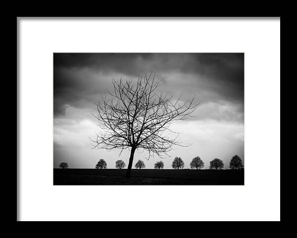 Tree Framed Print featuring the photograph Trees black and white by Matthias Hauser