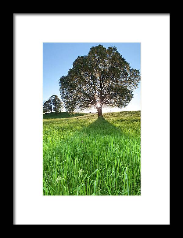 Scenics Framed Print featuring the photograph Trees In A Bavarian Meadow, Backlit by Ingmar Wesemann