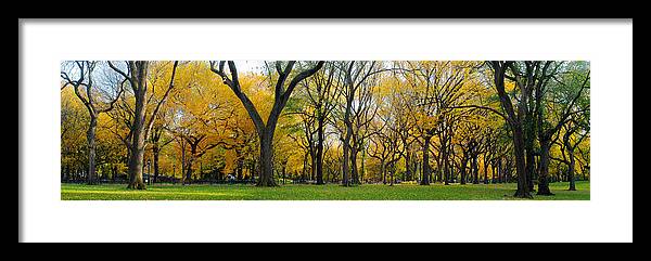 Trees Framed Print featuring the photograph Trees in Central Park by Yue Wang