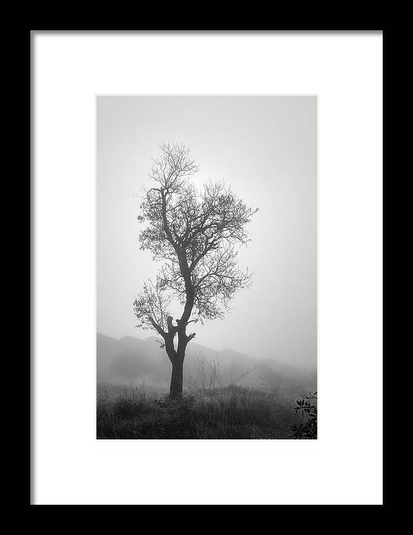 Black And White Framed Print featuring the photograph Trees in Granada fort by Guido Montanes Castillo