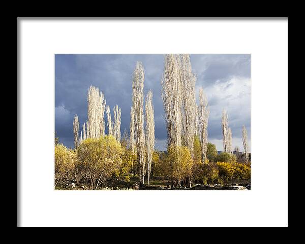 Trees Framed Print featuring the photograph Trees in Ruins by Ramunas Bruzas