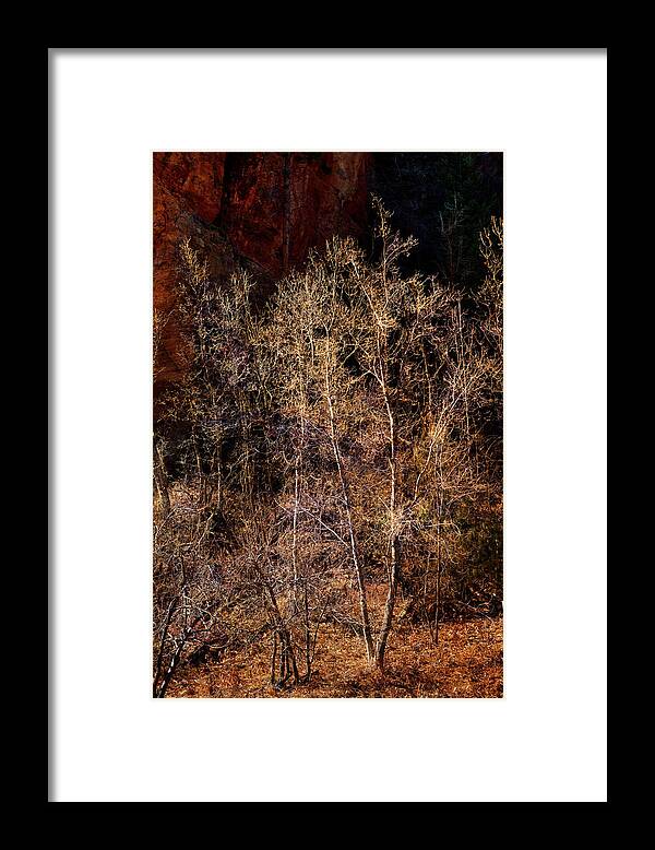 Trees Framed Print featuring the photograph Trees West Fork Trail by Bob Coates