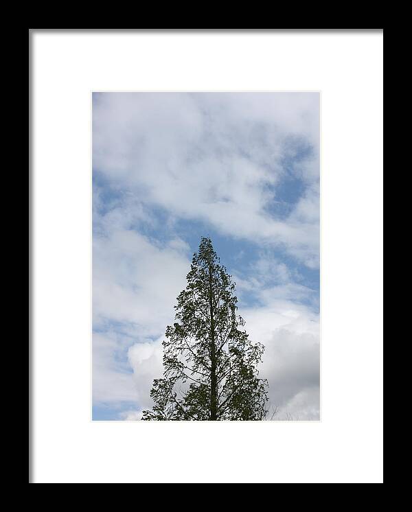 Tree Framed Print featuring the photograph Treetop by Michelle Miron-Rebbe