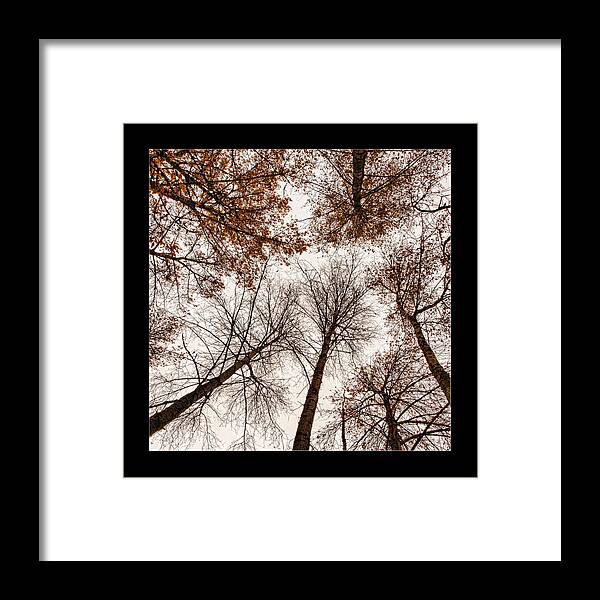 Treetops Framed Print featuring the photograph Treetops by Bonnie Bruno