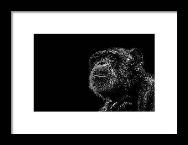 Chimpanzee Ape Portrait Low Key Wildlife Nature Framed Print featuring the photograph Trepidation by Paul Neville