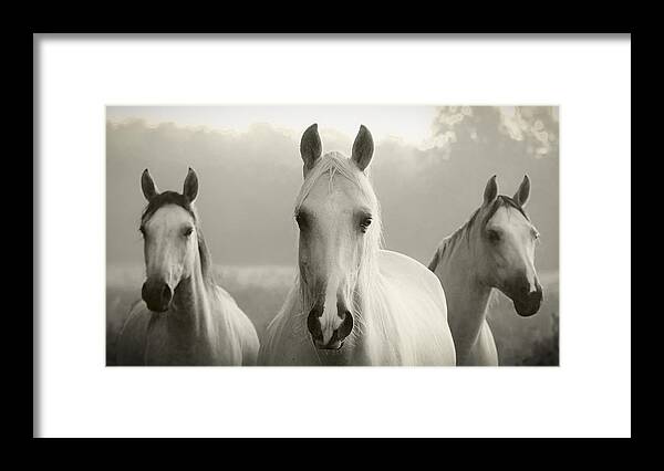 Equine Framed Print featuring the photograph Tres Amigos by Ron McGinnis