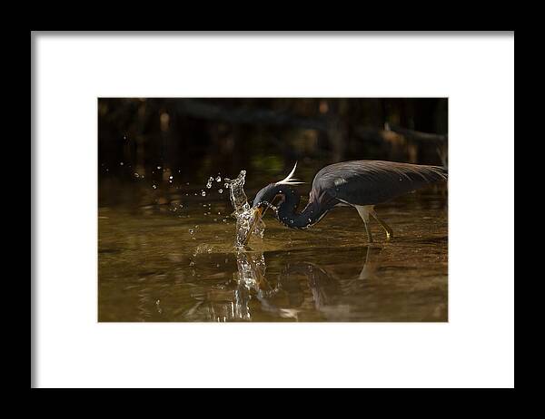 Birds Framed Print featuring the photograph Tri-colored Heron by Doug McPherson