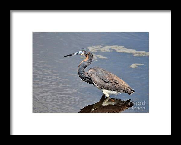 Heron Framed Print featuring the photograph Tri Colored Heron by Kathy Baccari