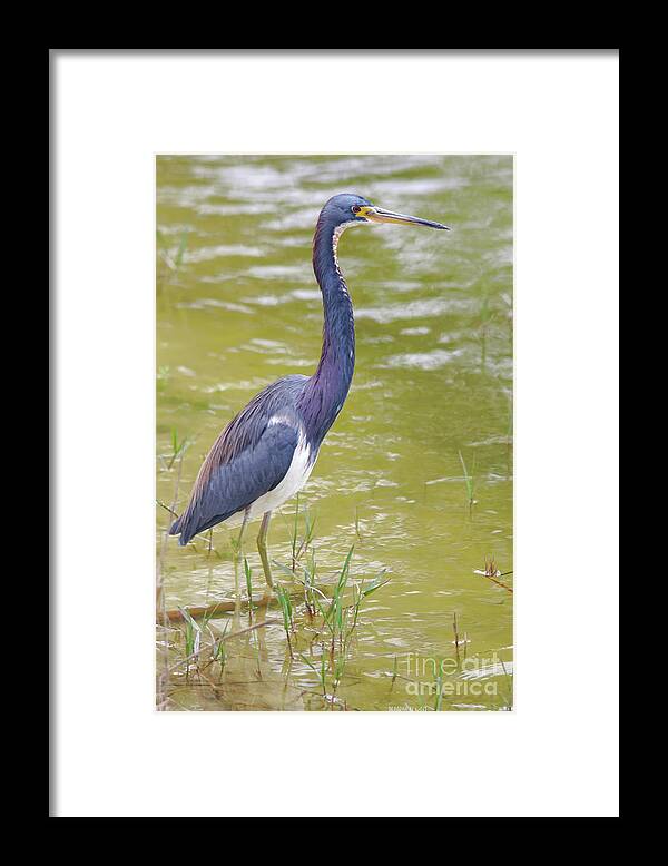 Tri Colored Framed Print featuring the photograph Tri Colored In Lake by Deborah Benoit