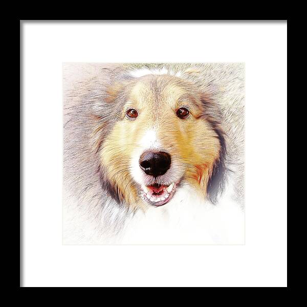 Animals And Earth Framed Print featuring the photograph Tribute to Jack by Virginia Folkman