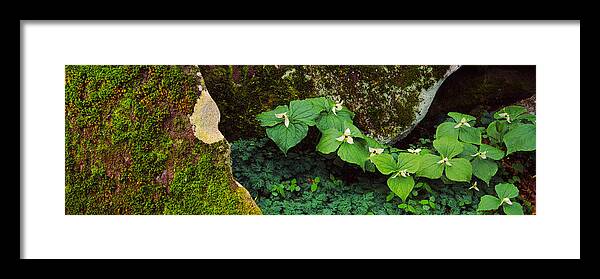Photography Framed Print featuring the photograph Trillium Wildflowers On Plants, Great by Panoramic Images