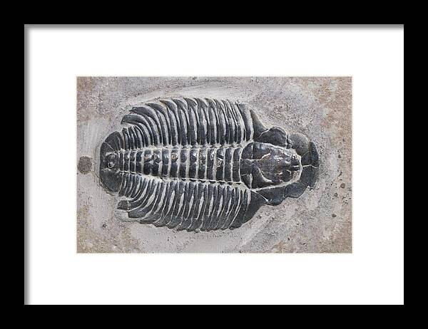 Animal Fossil Framed Print featuring the photograph Trilobite by Robert J. Erwin