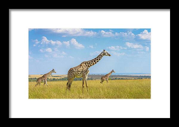 Giraffes Framed Print featuring the photograph Trio Giraffes by Husain Alfraid