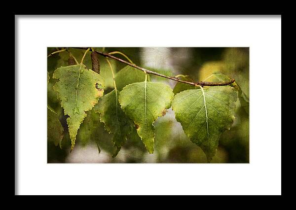 Leaves Framed Print featuring the photograph Trio by Mary Underwood