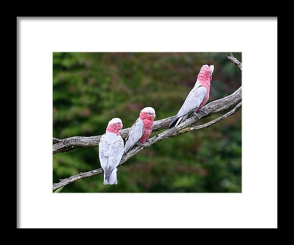 Cockatoo Framed Print featuring the photograph Trio of Roseate Breasted or Galah Cockatoos by Ger Bosma