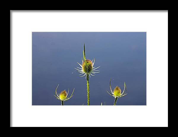 Cotswolds Framed Print featuring the photograph Trio of Teasels by Tony Murtagh