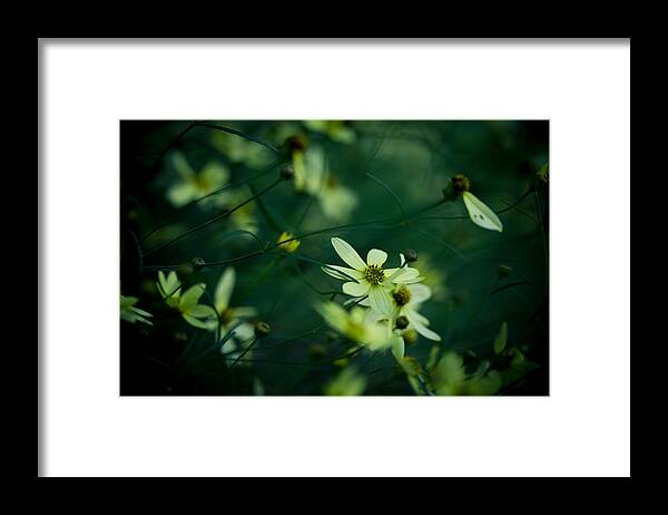 Flowers Framed Print featuring the photograph Trip The Light Fantastic by Shane Holsclaw