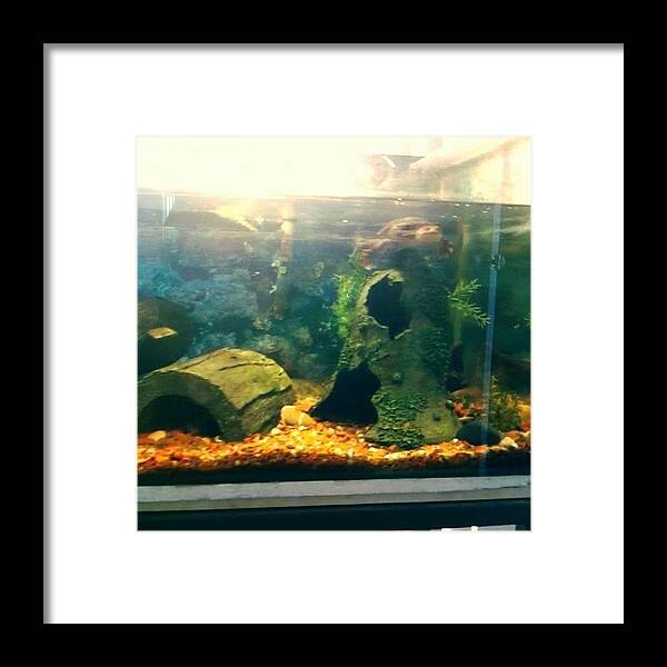 Turtle Framed Print featuring the photograph Trojans New #tank Set Up At The New by Kirk Roberts