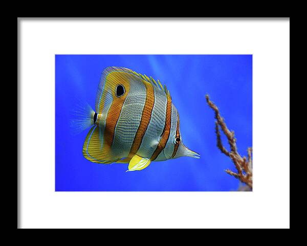 Fish Framed Print featuring the photograph Tropical Beauty by Jan Lykke