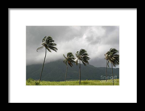 Palm Trees Framed Print featuring the photograph Tropical Breeze by Living Color Photography Lorraine Lynch