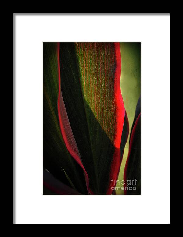 Tropical Framed Print featuring the photograph Tropical Curves by Ellen Cotton