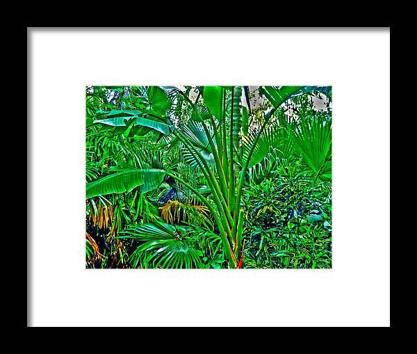 Bamboo Framed Print featuring the photograph Tropical Garden by Joe Roache