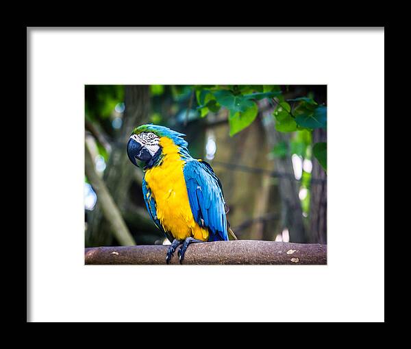 Bird Framed Print featuring the photograph Tropical Parrot by Sara Frank