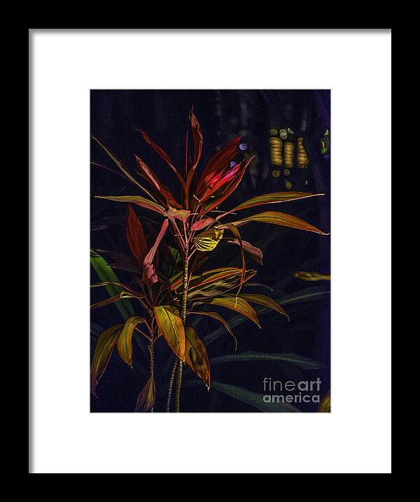 Cabo San Lucas Framed Print featuring the photograph Tropical Plant Abstract by Richard Mason
