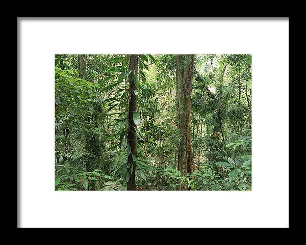 Feb0514 Framed Print featuring the photograph Tropical Rainforest Bellenden Ker by Gerry Ellis